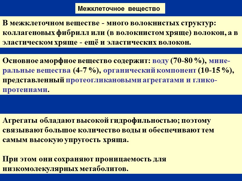 Межклеточное вещество  В межклеточном веществе - много волокнистых структур: коллагеновых фибрилл или (в